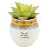 Natural Life Faux Succulent All Kinds Of Amazing Mini Planter, 2" 1 Natural Life Faux Succulent All Kinds Of Amazing Mini Planter, 2" -Hallmark online Shop All Kinds of Amazing Mini Planter With Faux Succulent PLNT083 01