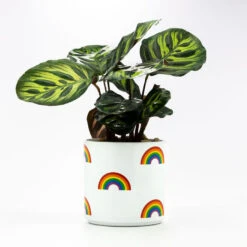 Hallmark online Shop -Hallmark online Shop Rainbow Icons on White Planter 115440 02